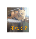 我が家のネコさんたちの日常（個別スタンプ：7）