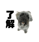 雑種犬ホルン 2（個別スタンプ：1）