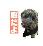 雑種犬ホルン 2（個別スタンプ：4）