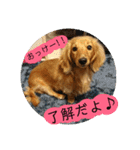 きあらスタンプ（個別スタンプ：7）