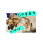 きあらスタンプ（個別スタンプ：8）
