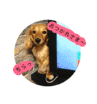 きあらスタンプ（個別スタンプ：10）