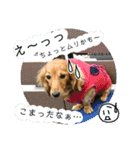 きあらスタンプ（個別スタンプ：24）