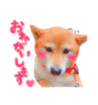 我が家のアイドルにこちゃん(ᐡ - ﻌ - ᐡ)（個別スタンプ：8）