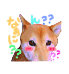 我が家のアイドルにこちゃん(ᐡ - ﻌ - ᐡ)（個別スタンプ：11）
