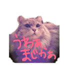 猫の日常 ピーチ姫と申します（個別スタンプ：2）
