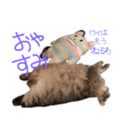 猫の日常 ピーチ姫と申します（個別スタンプ：3）