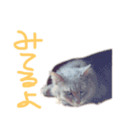 猫の日常 ピーチ姫と申します（個別スタンプ：5）
