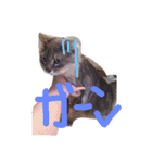 猫の日常 ピーチ姫と申します（個別スタンプ：6）