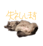 猫の日常 ピーチ姫と申します（個別スタンプ：7）