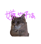 猫の日常 ピーチ姫と申します（個別スタンプ：8）