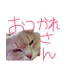 猫の日常 ピーチ姫と申します（個別スタンプ：9）