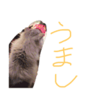 猫の日常 ピーチ姫と申します（個別スタンプ：10）