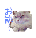 猫の日常 ピーチ姫と申します（個別スタンプ：11）