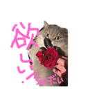 猫の日常 ピーチ姫と申します（個別スタンプ：12）