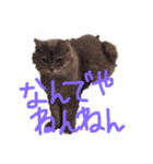猫の日常 ピーチ姫と申します（個別スタンプ：13）