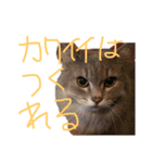 猫の日常 ピーチ姫と申します（個別スタンプ：14）