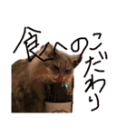 猫の日常 ピーチ姫と申します（個別スタンプ：15）