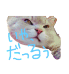 猫の日常 ピーチ姫と申します（個別スタンプ：16）