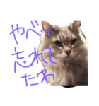 猫の日常 ピーチ姫と申します（個別スタンプ：17）