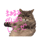 猫の日常 ピーチ姫と申します（個別スタンプ：18）
