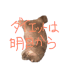 猫の日常 ピーチ姫と申します（個別スタンプ：19）