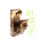 猫の日常 ピーチ姫と申します（個別スタンプ：20）