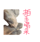 猫の日常 ピーチ姫と申します（個別スタンプ：22）