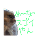 猫の日常 ピーチ姫と申します（個別スタンプ：23）