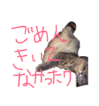 猫の日常 ピーチ姫と申します（個別スタンプ：24）