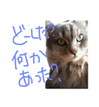 猫の日常 ピーチ姫と申します（個別スタンプ：26）