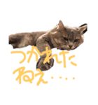 猫の日常 ピーチ姫と申します（個別スタンプ：27）