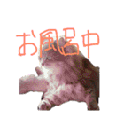 猫の日常 ピーチ姫と申します（個別スタンプ：29）