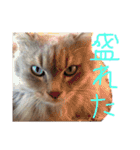 猫の日常 ピーチ姫と申します（個別スタンプ：30）