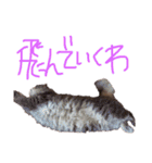 猫の日常 ピーチ姫と申します（個別スタンプ：31）
