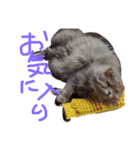 猫の日常 ピーチ姫と申します（個別スタンプ：32）