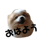 もふもふマロちゃんfamily（個別スタンプ：1）