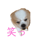 もふもふマロちゃんfamily（個別スタンプ：6）