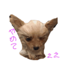 もふもふマロちゃんfamily（個別スタンプ：23）