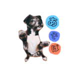 のあちゃんのすたんぷ（個別スタンプ：6）