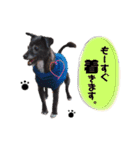 のあちゃんのすたんぷ（個別スタンプ：38）