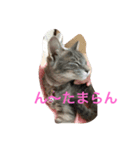 えなぽよの愛するスタンプたち（個別スタンプ：13）