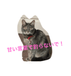 えなぽよの愛するスタンプたち（個別スタンプ：16）