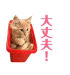 メインクーンのスタンプPart2（個別スタンプ：4）
