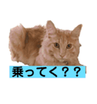 メインクーンのスタンプPart2（個別スタンプ：5）