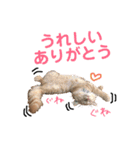 メインクーンのスタンプPart2（個別スタンプ：9）