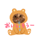 メインクーンのスタンプPart2（個別スタンプ：15）