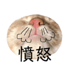 メインクーンのスタンプPart2（個別スタンプ：28）