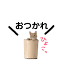 メインクーンのスタンプPart2（個別スタンプ：32）