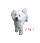 愛犬ヴァニラのスタンプ（個別スタンプ：1）